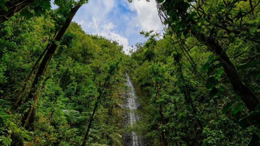 Diamond Head Manoa Falls - Price and What You’re Actually Paying For