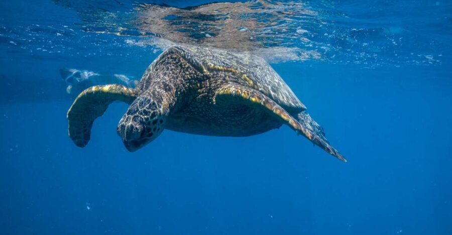 From Waikiki: Turtle Canyon Snorkeling Tour - Why Turtle Canyon snorkel time feels different from big-boat tours