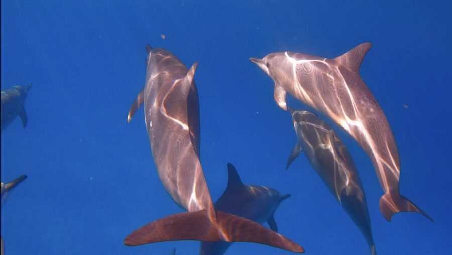 From Waikiki: Turtle Canyon Snorkeling Tour - From Island Splash dock to Turtle Canyon: how the timing really works