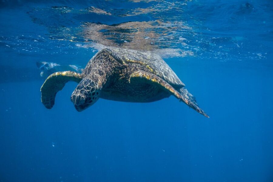 From Waikiki: Turtle Canyon Snorkeling Tour - The guides: why lifeguard certification and small groups matter