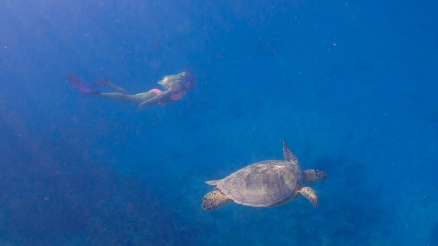 From Waikiki: Turtle Canyon Snorkeling Tour - Gear, comfort, and what to pack (you’ll feel prepared)