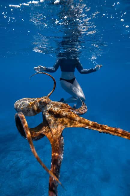 From Waikiki: Turtle Canyon Snorkeling Tour - Price and value: is $77 worth it?