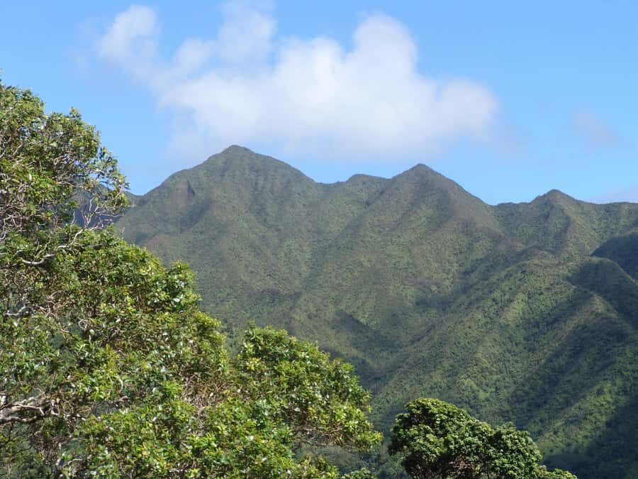 Honolulu: Hawaiian Volcanic Rainforest Hike - Should You Book This Hike?