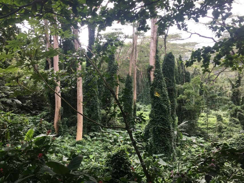 Manoa Falls eBike to Hike - Rolling Honolulu by eBike: architecture, variety, and easy confidence