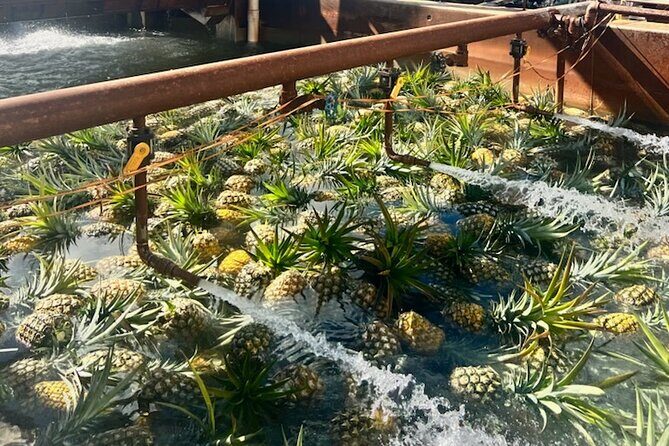 North Shore Dole Pineapple Farm Tour - Early logistics: pickups, start time, and how to not feel rushed
