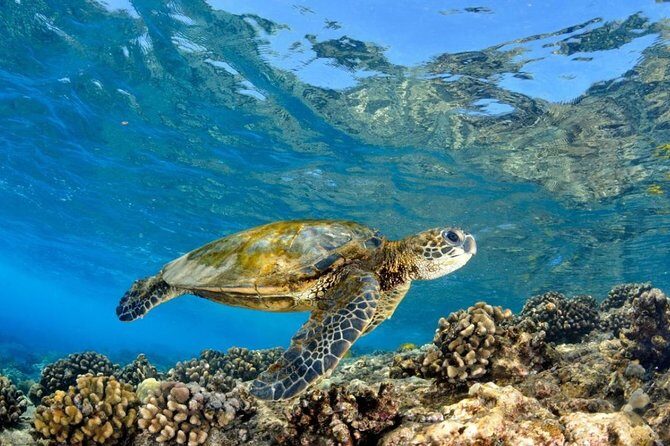 Oahu Circle Island Tour with Turtle Snorkeling— Small-Groups - North Shore run: fruit stands, Tsue Farm lunch, and Anahulu River options
