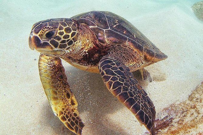 Oahu Circle Island Tour with Turtle Snorkeling— Small-Groups - Dole Plantation: the sweet, simple finish