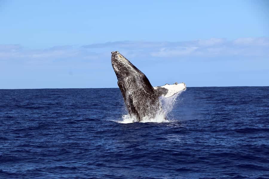 Oahu: Snorkeling & Dolphin Watch Cruise with Hawaiian Buffet - Price and value: where the $182 per person really goes