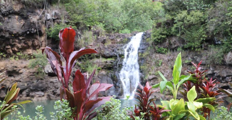 Oahu: Valley of Waimea Falls Swim & Hike with Lunch & Dole - Pickup, timing, and the 8-hour rhythm