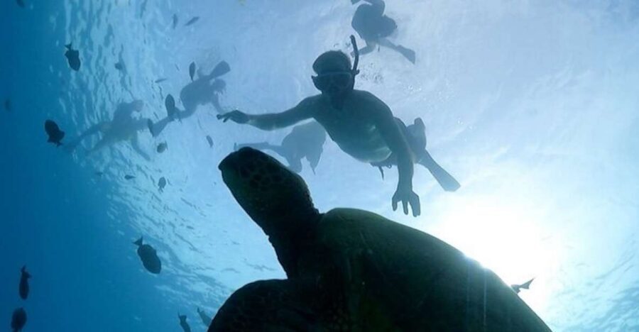 Oahu: Waikiki Turtle Snorkeling Adventure Cruise - Meeting Point Reality Check Near Prince Waikiki Hotel