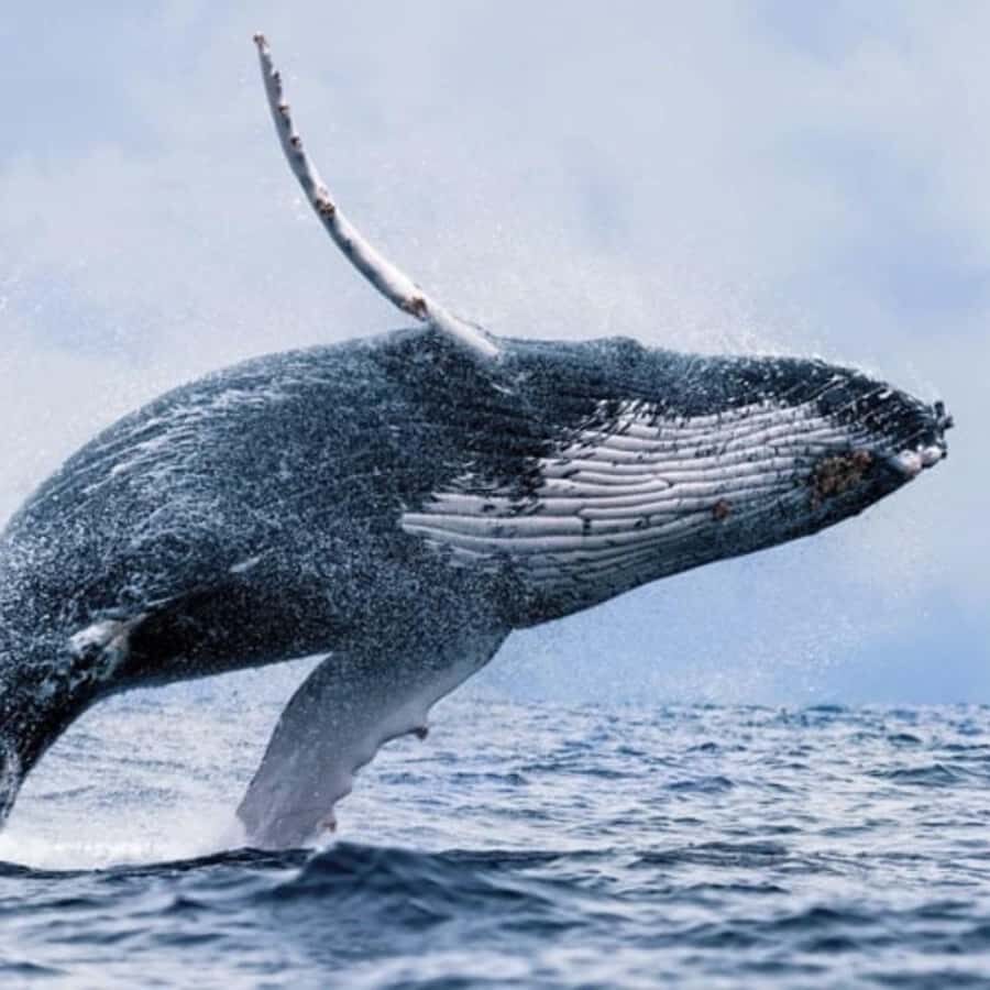 Oahu: Waikiki Whale Watch Boat Tour - Key things I’d focus on before you go