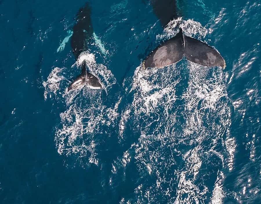 Oahu: Waikiki Whale Watch Boat Tour - Spotting humpback whales from deck level: what to look for