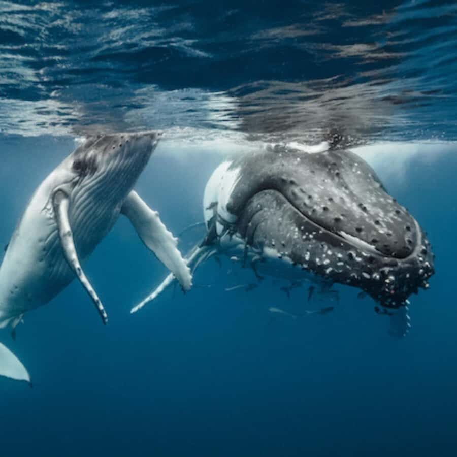 Oahu: Waikiki Whale Watch Boat Tour - Getting to Kewalo Basin: the spot that can make or break your timing