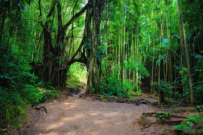 Self Guided Hike Trail to Nature Walk & Waterfall - Manoa Falls Trail in Rainbow Valley: What Self-Guided Really Means