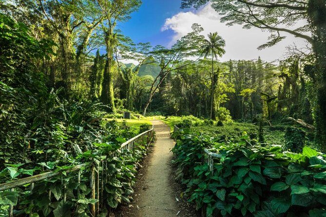 Self Guided Hike Trail to Nature Walk & Waterfall - Your Waikiki-to-Manoa Ride: The Value of Air-Conditioned Transport
