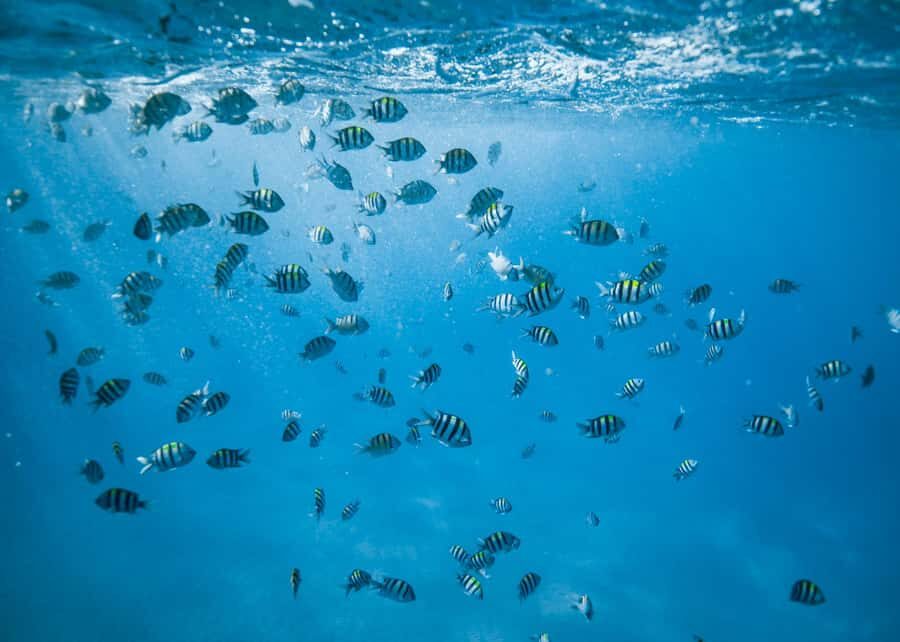 Waikiki: Sea Turtle Snorkeling, Small Group Boat Tour - Gear up, get oriented, and snorkel in the right way