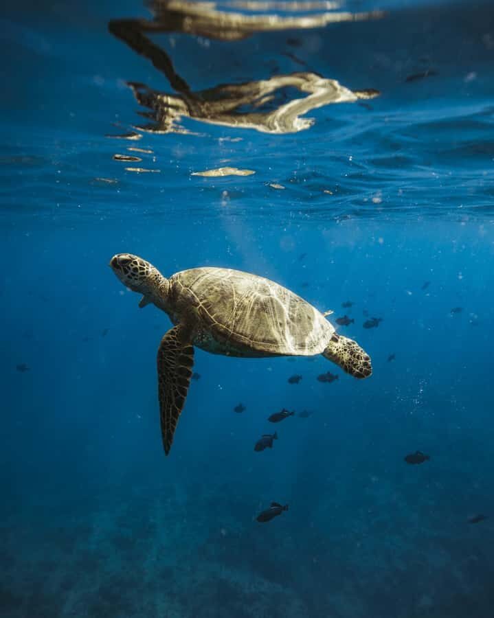 Waikiki: Sea Turtle Snorkeling, Small Group Boat Tour - The ride from Kewalo Basin to the snorkeling spot (your first “win”)