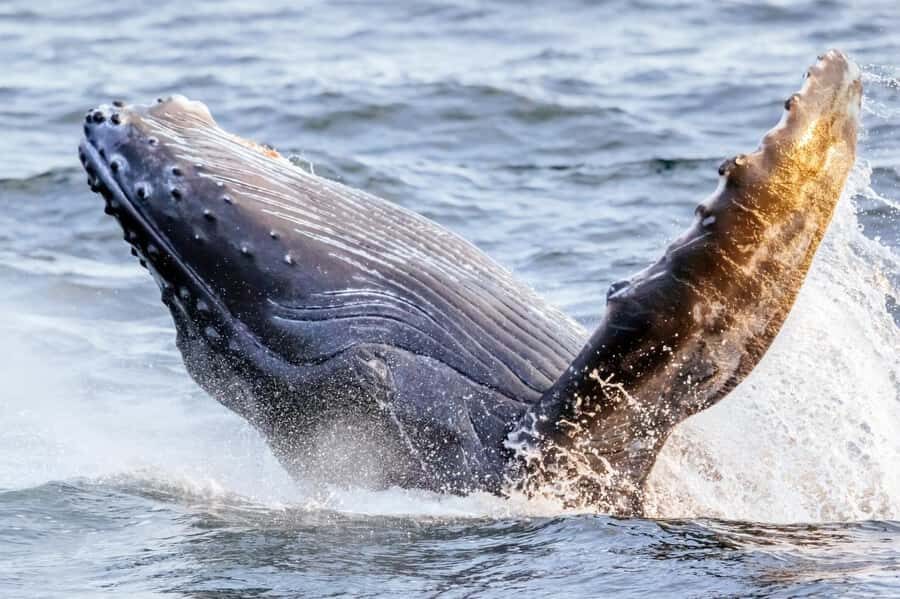 Waikiki: Sunset Whale Watching with 2 Drinks (BYOB-Friendly) - The exact experience: what happens during your 2 hours