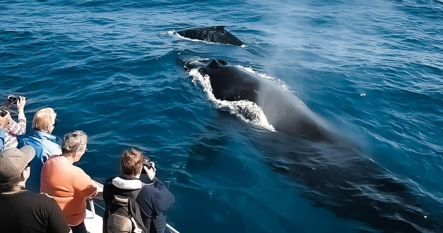 Whale Watching Cruise in Waikiki Oahu - SEE THE HUMPBACKS! - Getting to Kewalo Basin: finding slip F-16 and the Island Princess